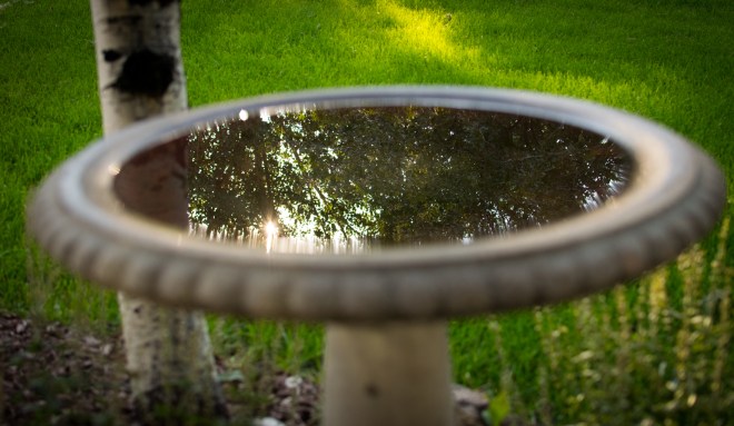 birdbathsunset