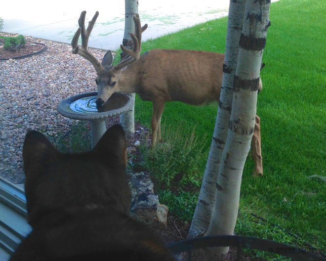 deerbirdbath
