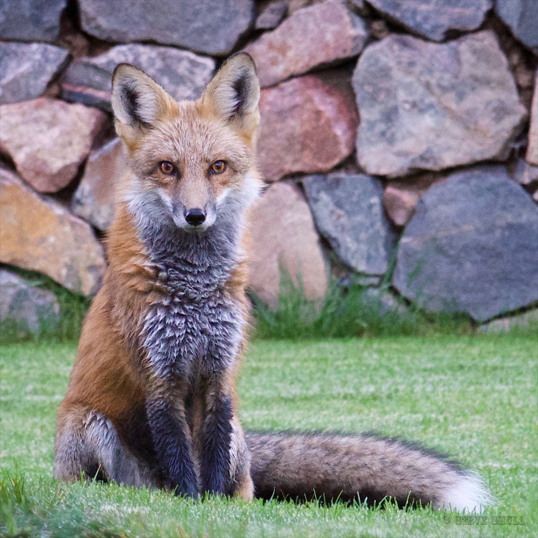 redfox